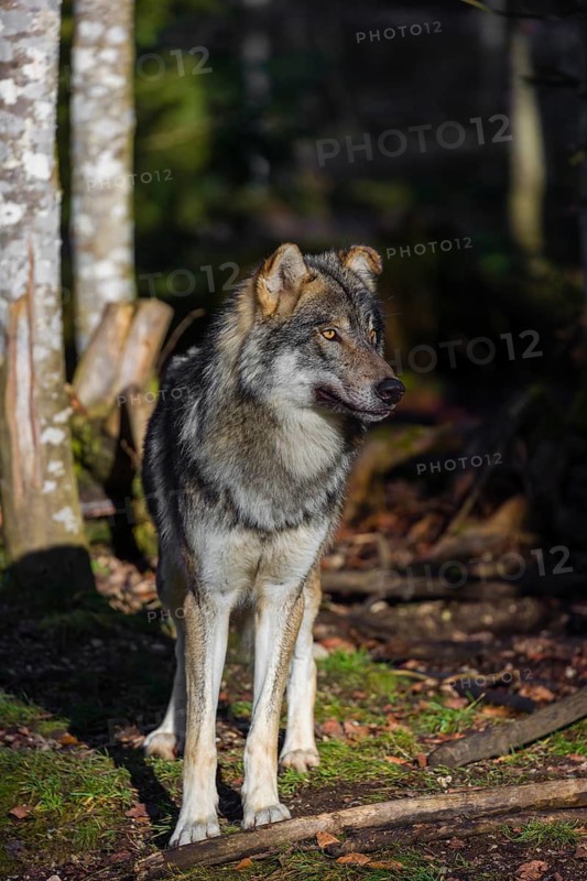 An adult male eurasian gray wolf (Canis lupus lupus) stands at a forest edge