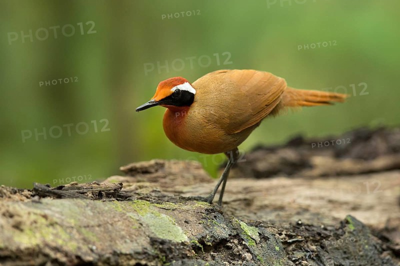 Rail-babbler (Eupetes macrocerus), Pahang, Malaysia