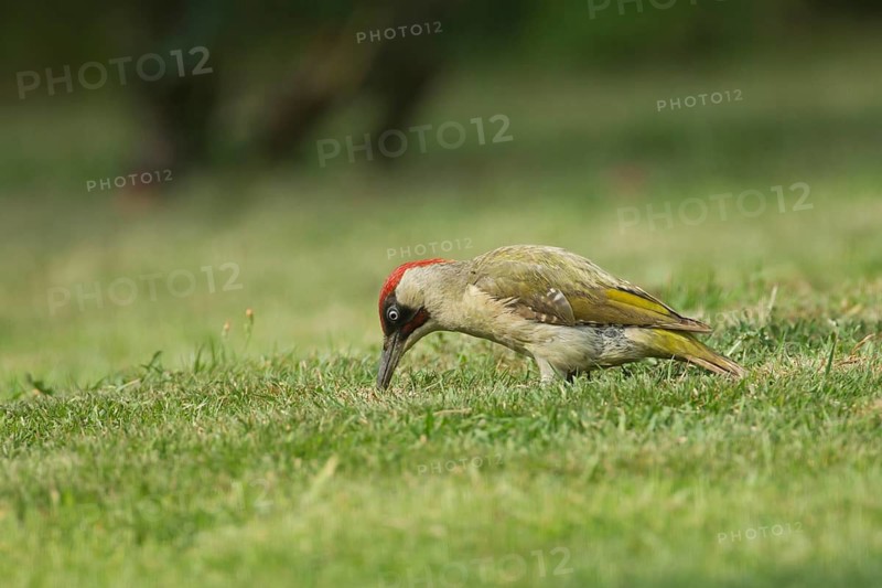 Green woodpecker (Picus viridis) adult bird feeding on a garden grass lawn, Norfolk, England, United Kingdom