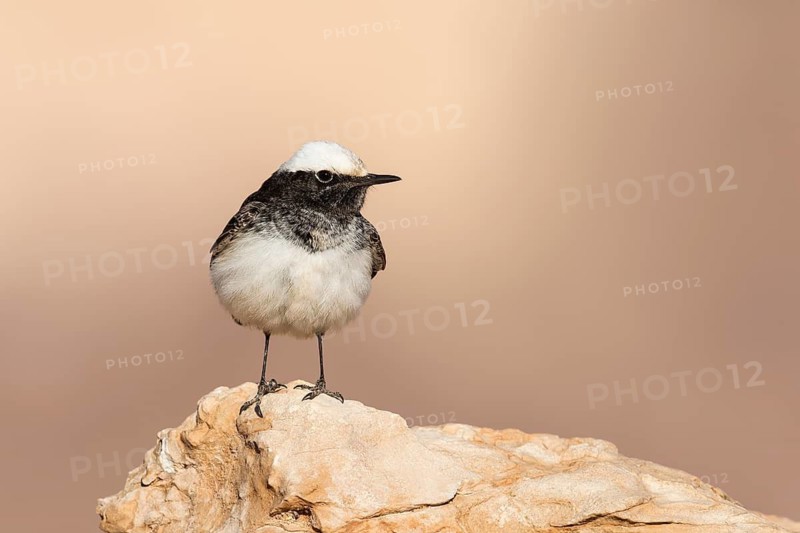 Hooded Wheatear (Oenanthe monacha) male, Eilat, Israel