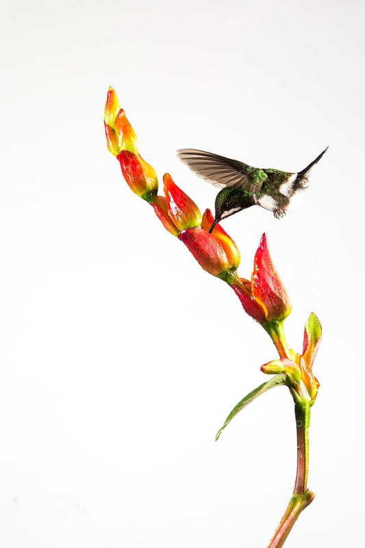 Green Thorntail (Discosura conversii) female flying and feeding on flower nectar, Pichincha, Ecuador