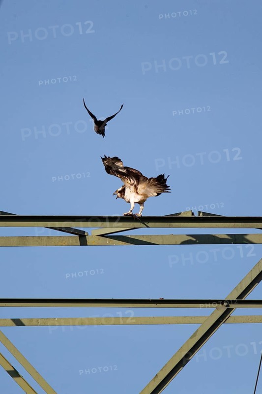 An osprey being teased by a crow, Müritz region, Mecklenburg-Western Pomerania, Germany