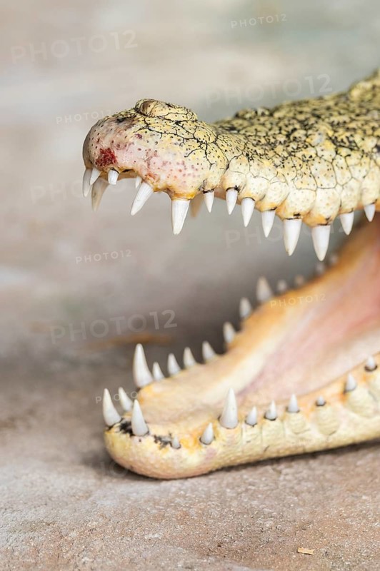 Saltwater crocodile (Crocodylus porosus) swimming lying on the groung with its mouth open, captive