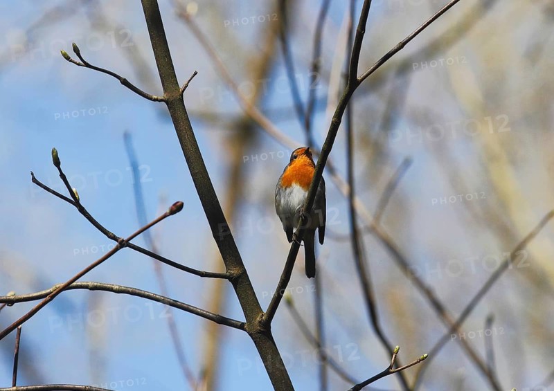 Robin (Erithacus rubecula) sitting on a branch, North Rhine-Westphalia, Germany