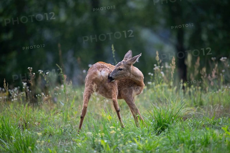 Roe deer (Capreolus capreolus) grooming in a forest clearing, Tyrol, Austria