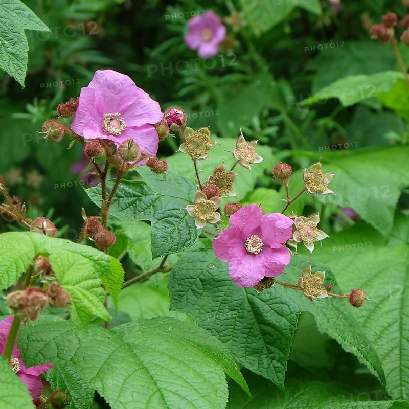 Cinnamon raspberry (Rubus odoratus), Tiefurt Castle & Park, Germany