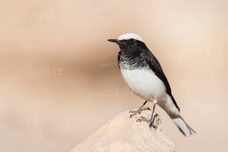 Hooded Wheatear (Oenanthe monacha) on ground, Eilat, Israel