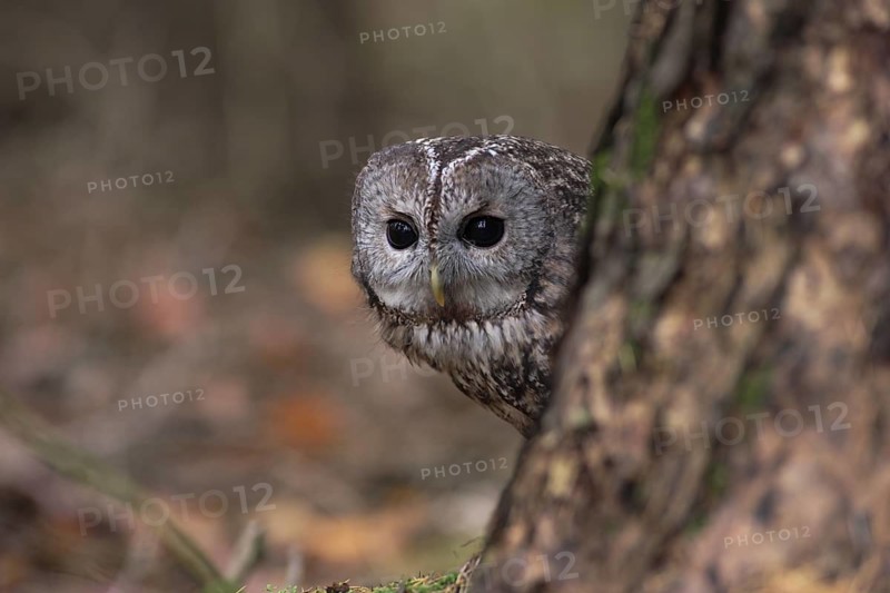 Waldkauz; lat. Strix alco; auf dem Waldboden hinter Baumstamm hervor guckend