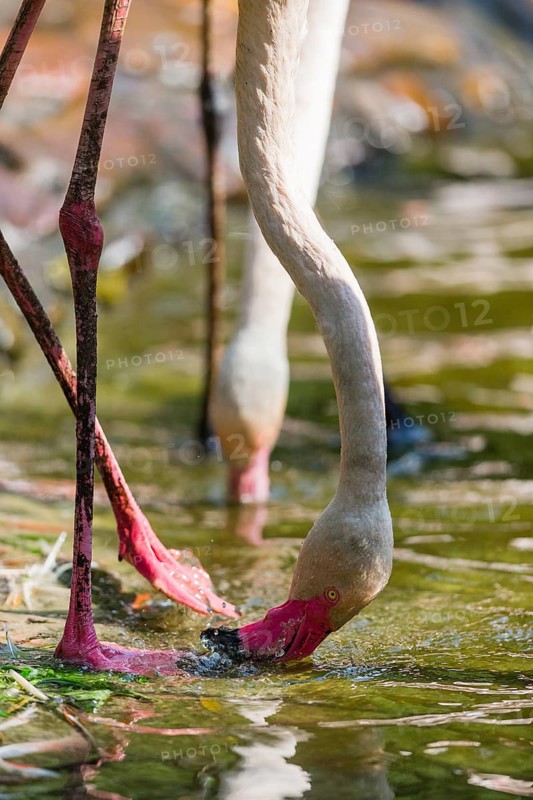 Greater Flamingo (Phoenicopterus roseus), adult bird feeding, captive, Germany