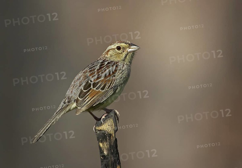Bachman's Sparrow (Peucaea aestivalis), Florida, USA