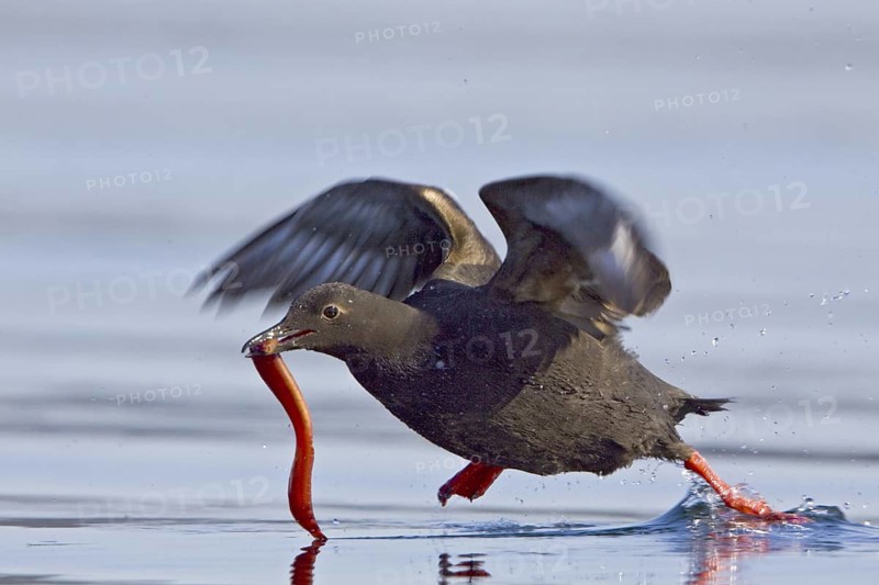 Pigeon Guillemot (Cepphus columba) flying, British Columbia, Canada