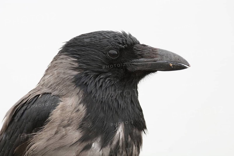 Hooded Crow (Corvus cornix), Finland