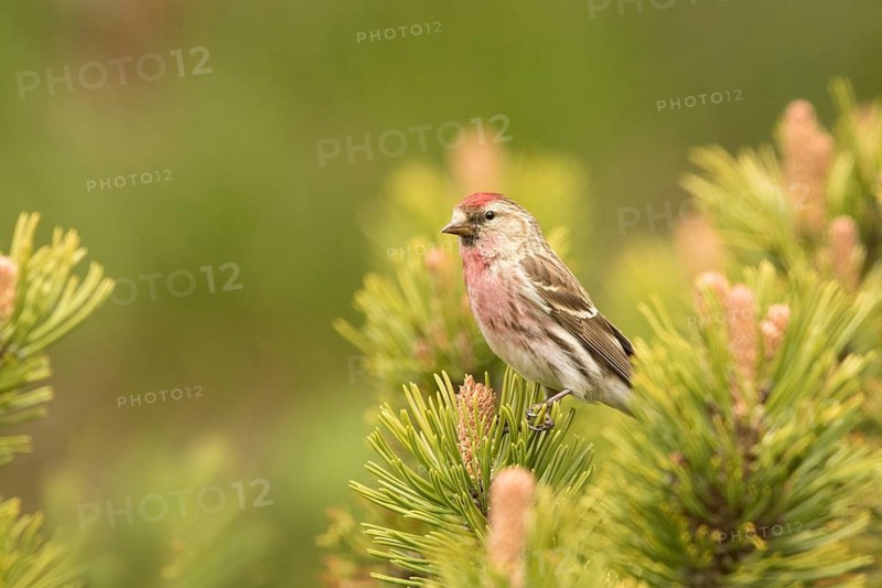 Common Redpoll (Acanthis flammea) male, Bavaria, Germany