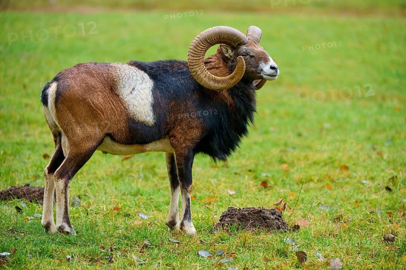 A ram with large horns stands attentively in a green meadow, mouflon (Ovis aries musimon), Hesse, Germany