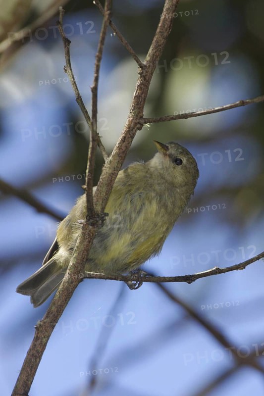 Hawaii Creeper, Manucerthia mana, Endangered Hawaiian Honeycreeper