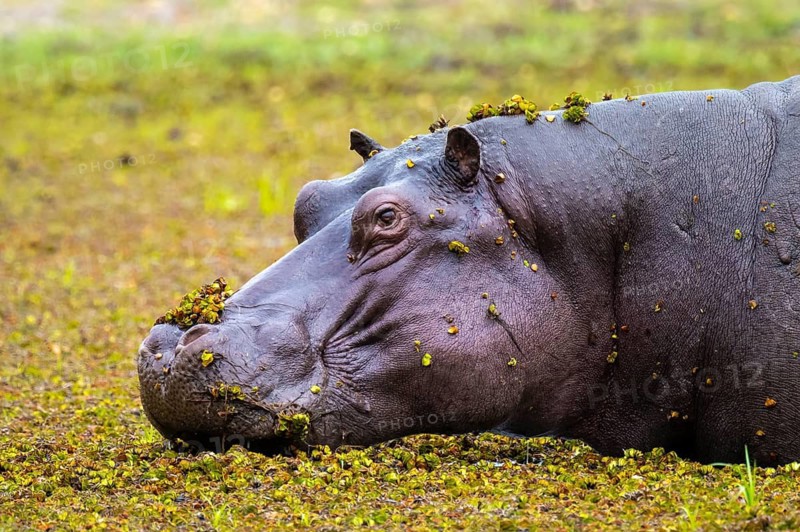 Hippopotamus (Hippopatamus amphibius) hiding in the swamp, Xakanaxa, Okavango Delta, Moremi Game Reserve, Botswana