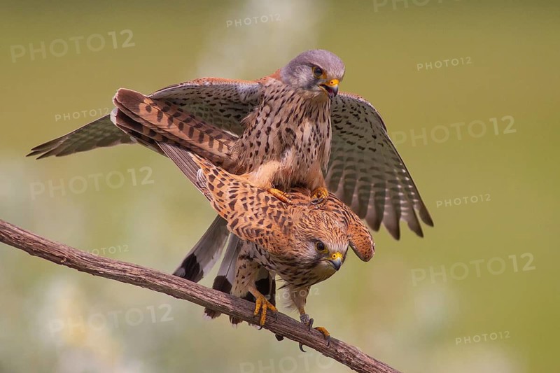 Common Kestrel (Falco tinnunculus) pair mating, perched on a branch, Subotica, Serbia