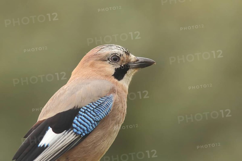 Portrait of a jay (Garrulus glandarius), nature photography, Berzogana, Sierra de Guadalupe, Extremadura, Spain