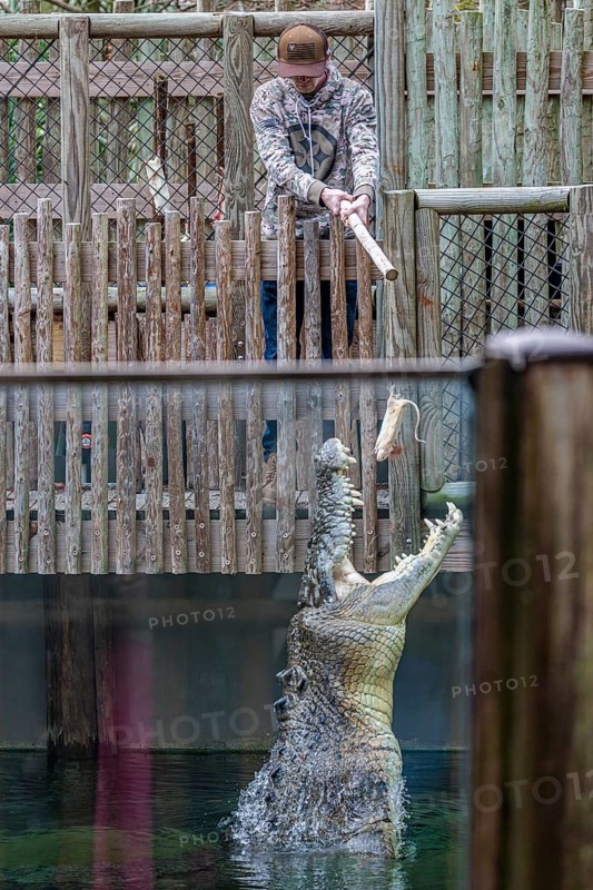 Park guest feeding Maximo, the largest crocodile during a show at the St. Augustine Alligator Farm Zoological Park in Florida