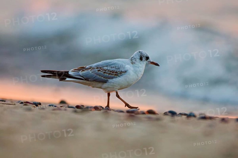 Black-headed gull (Chroicocephalus ridibundus) walking along a sandy beach in warm evening light with soft waves in the background and shallow depth of field, Poland