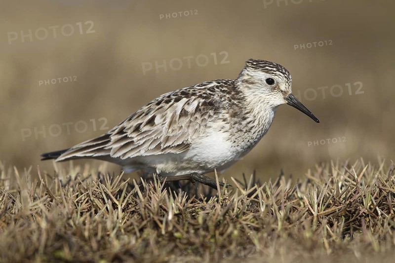 Baird's Sandpiper (Calidris bairdii) male, Alaska, USA