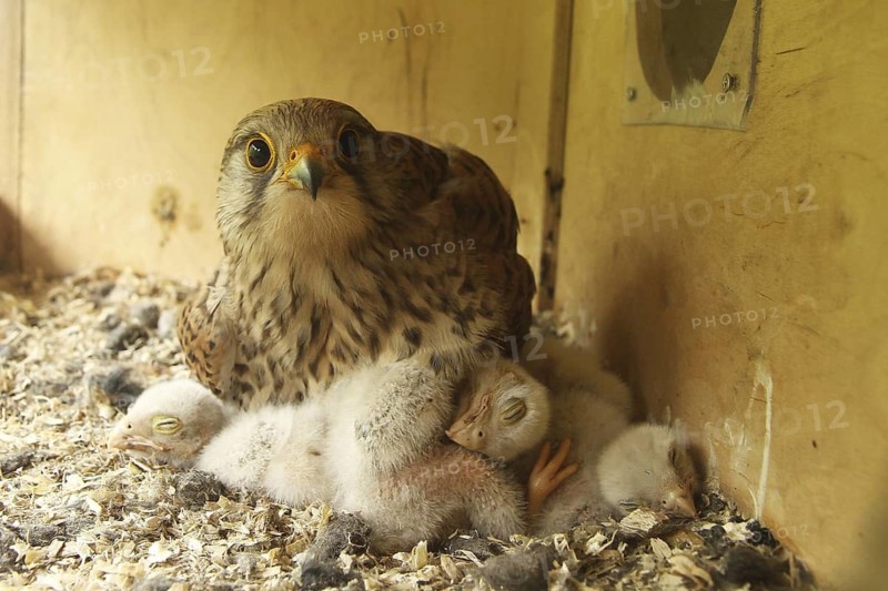 Common Kestrel (Falco tinnunculus) chick, Lower Saxony, Germany