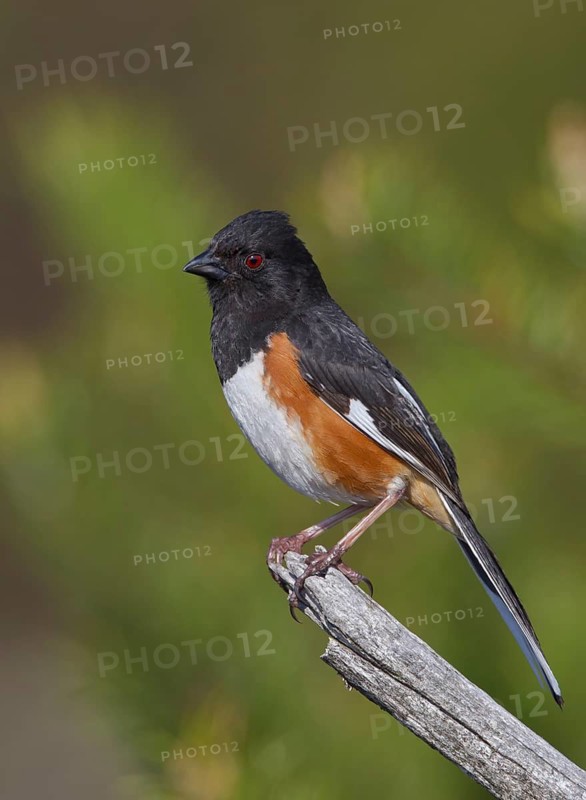 Eastern Towhee (Pipilo erythrophthalmus) male, Michigan, USA