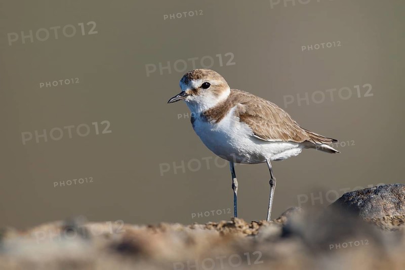 Kentish Plover (Charadrius alexandrinus) female, Lesvos, Greece