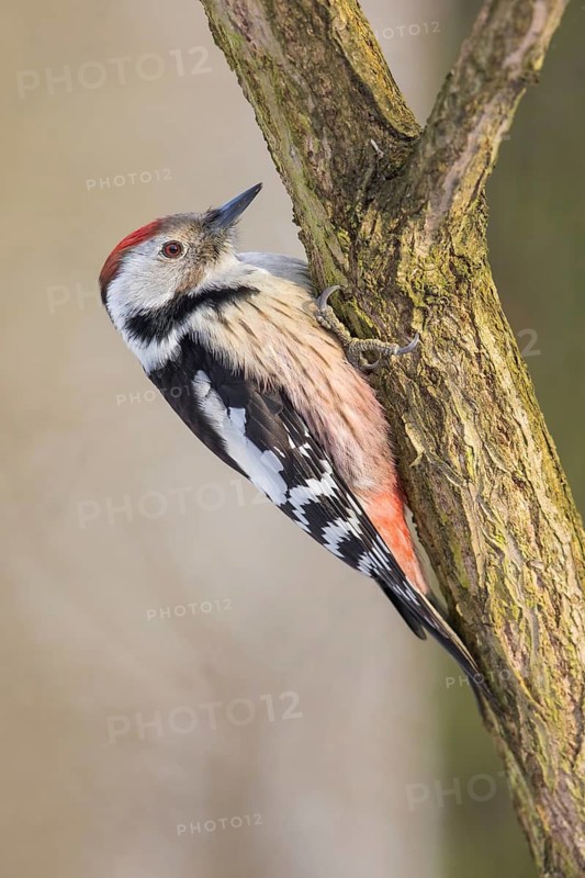 Middle Spotted Woodpecker (Dendrocoptes medius) climbing up a tree trunk, Poland