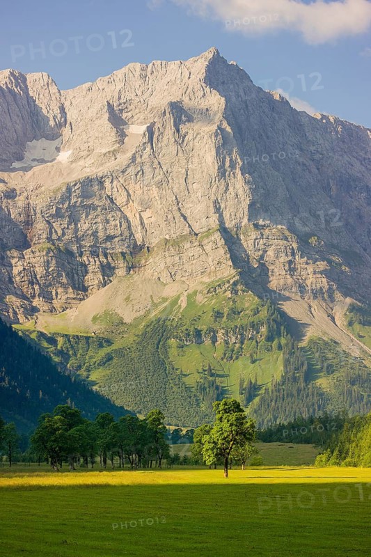 Nature conservancy area Grosser Ahornboden. Sycamore maple trees, Acer pseudoplatanus, in summer. Karwendel mountains, Tyrol, Austria