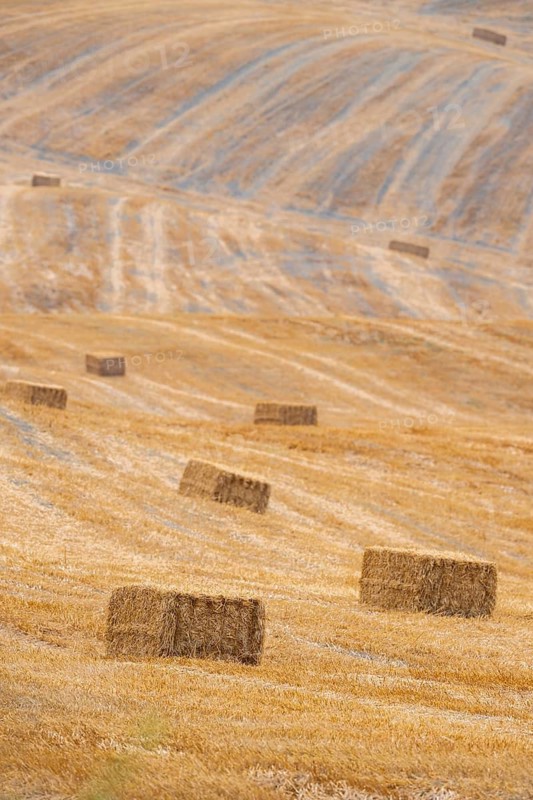 Straw bales on a harvested grain field in a typical Tuscan landscape in Crete Senesi in summer, Tuscany, Italy