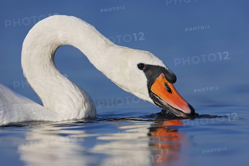 Mute Swan (Cygnus olor), Berlin, Germany