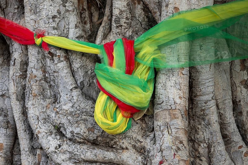 Sacred cloths around the roots of a strangler fig (Ficus religiosa), Bangkok, Thailand