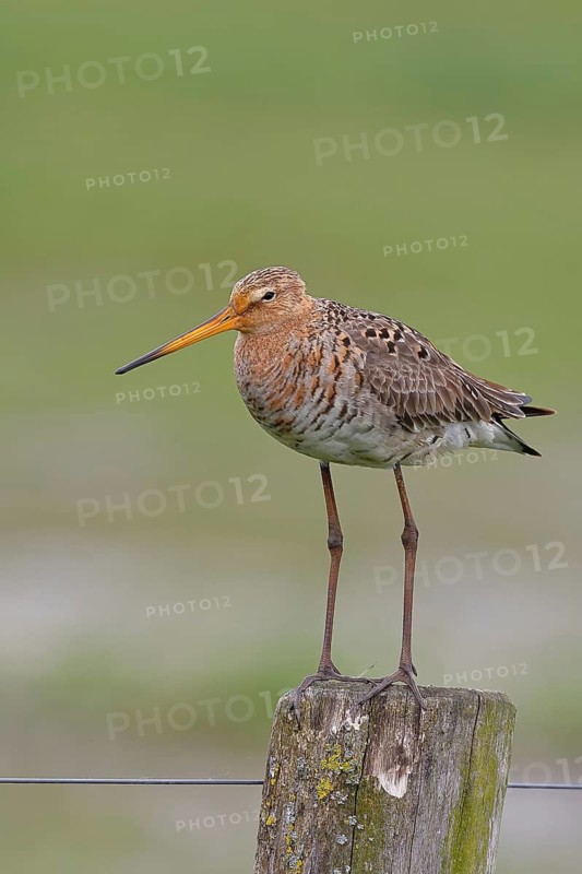 Black-tailed godwit (Limosa limosa) standing on a post, Ochsenmoor, Lake Dümmer, Hüde, Lower Saxony, Germany