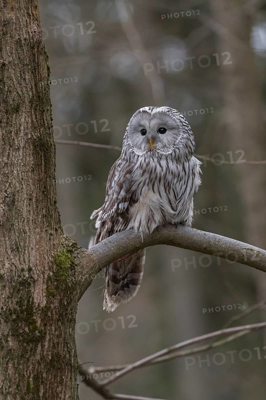 One Ural owl (Strix uralensis) sitting on a branch of a tree in a forest