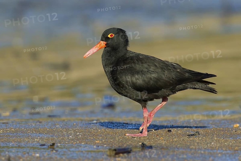 Sooty Oystercatcher (Haematopus fuliginosus), Queensland, Australia