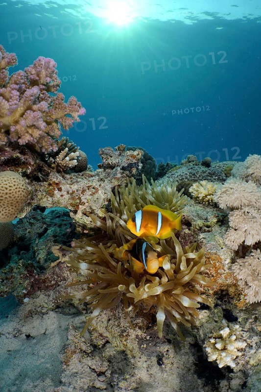 Red sea anemonefish (Amphiprion bicinctus)