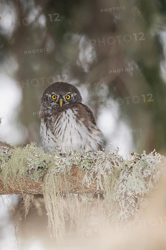Eurasian Pygmy Owl (Glaucidium passerinum) juvenile, Aosta Valley, Italy