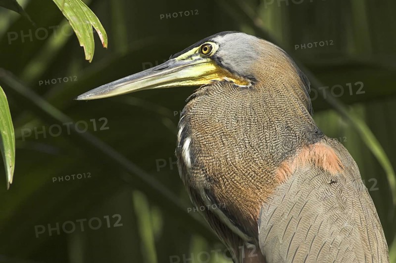 Bare-throated Tiger Heron (Tigrisoma mexicanum), Costa Rica