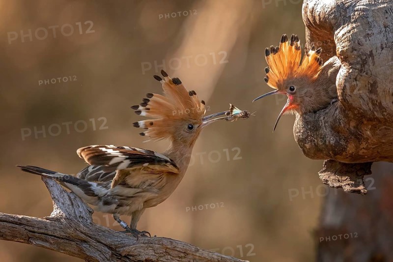 Eurasian Hoopoe (Upupa epops) feeding juvenile in breeding cavity, Saxony-Anhalt, Germany