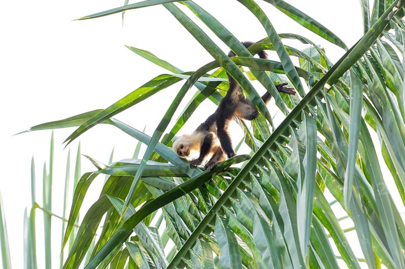 Capuchin monkey climb on a palm tree in the jungle, Osa Peninsula, Puntarenas, Costa Rica
