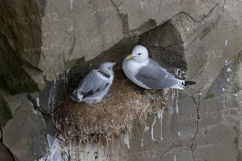Black-legged Kittiwake (Rissa tridactyla) with chick on nest, Iceland