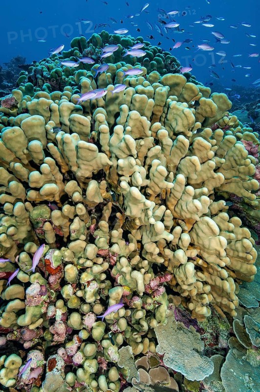 Large colony of pore coral (Pocillopora eydouxi) large coral block stony corals hard corals reef-building corals in intact coral reef, in between small shoal of colourful reef fish bannerfish Amethyst bannerfish (Pseudanthias pascalus), Pacific, Yap Island, Yap State, Caroline Islands, Federated States of Micronesia FSM, Australia