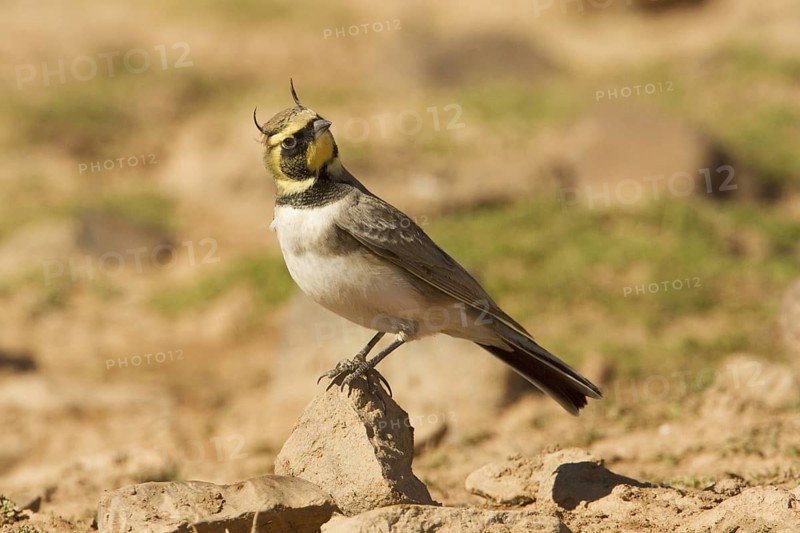Horned Lark (Eremophila alpestris), Morocco