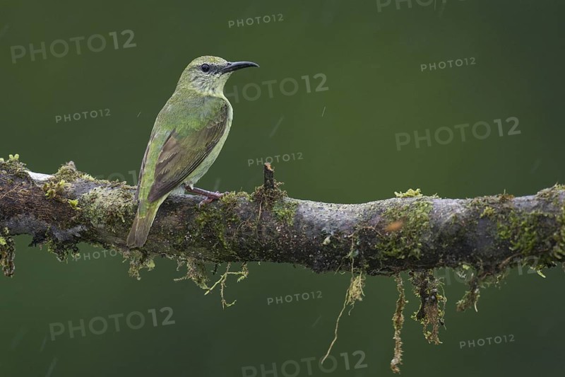 Red-legged Honeycreeper (Cyanerpes cyaneus) female, Costa Rica