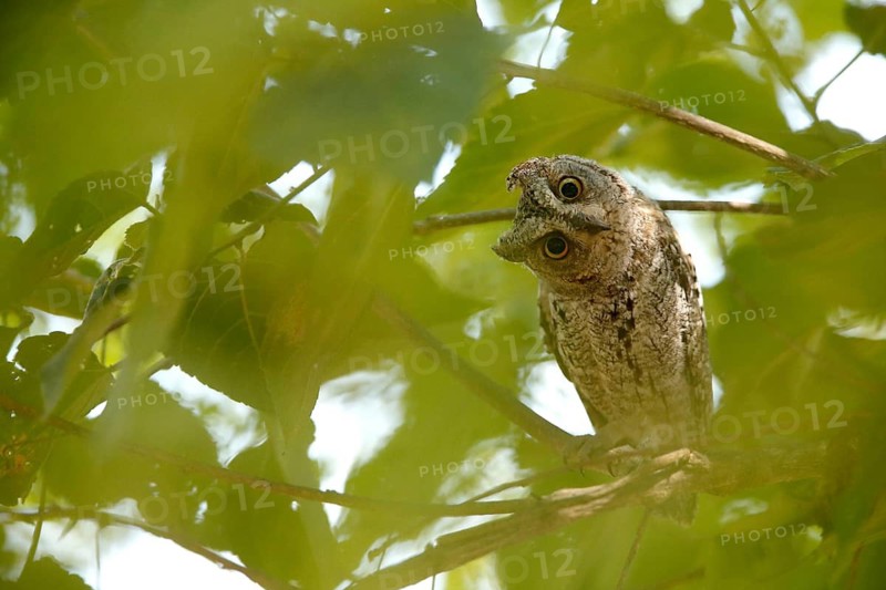 African Scops Owl (Otus senegalensis), Kruger National Park, South Africa