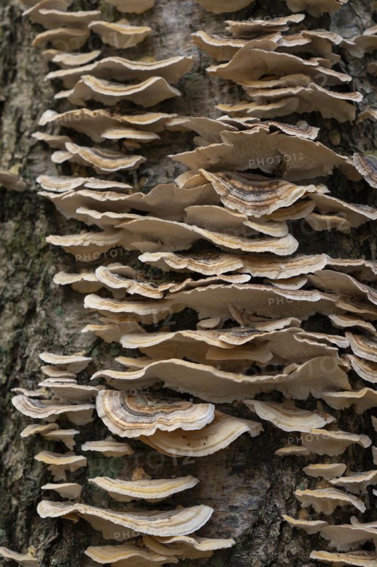 Butterfly tramete (Trametes versicolor), many fruiting bodies on a dead birch (Betula), Lower Saxony, Germany