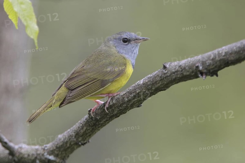 Mourning Warbler (Geothlypis philadelphia) male, West Virginia, USA