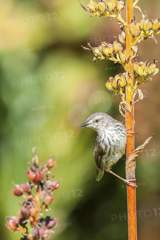 Karoo Prinia (Prinia maculosa), Western Cape, South Africa