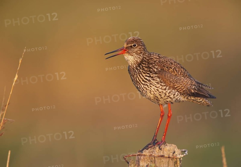 Common Redshank (Tringa totanus) calling, Schleswig-Holstein, Germany